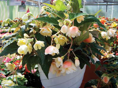 New Varieties Guide 2009: Benary