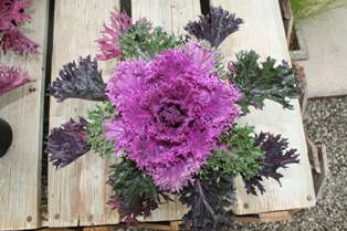 All Hail Kale!