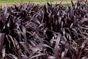 Great Grasses: The Annual Pennisetums
