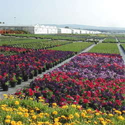 Color Spot Buys El Modeno Assets
