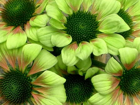 An Echinacea To Envy