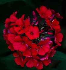 New Phlox In Town