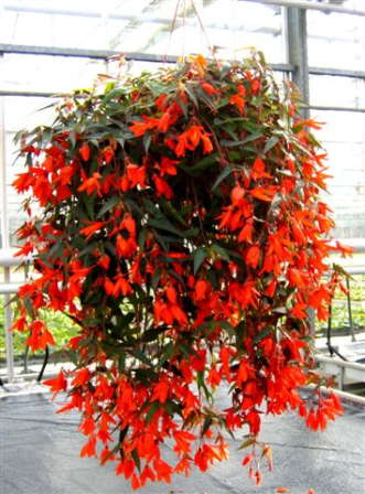 New Begonia From The Optimara Group