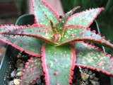 Four New Succulents From Rancho Tissue Technology