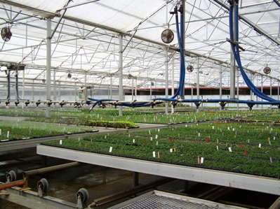 Knox Nursery