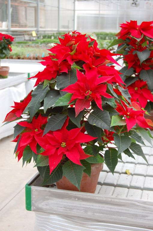 A New Take On Poinsettias