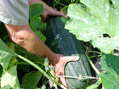 Syngenta Opens Application Period For Grow More Vegetables Seed Grant Program