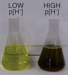 Understanding Plant Nutrition: Irrigation Water Alkalinity & pH