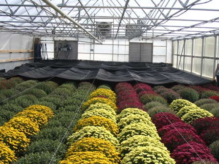 Svensson Cloth Effective On Mums