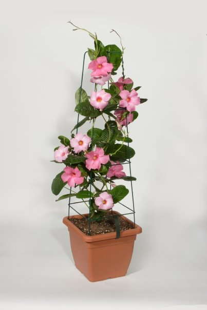 Checking In With The Urban Gardener