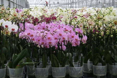 Positive Consumer Experiences Help Advance The Orchid Category At Green Circle Growers