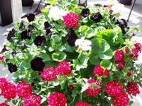 Guess Who Also Has A Black Petunia Now