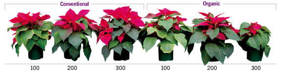 Producing Poinsettias Sustainably
