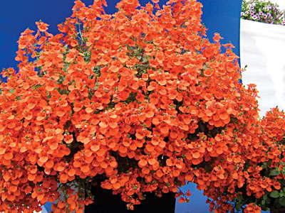 New Varieties Guide 2009: Proven Winners