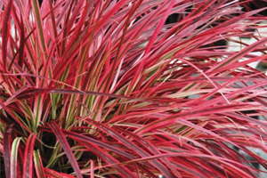 Ornamental Grasses Are Gaining Steam