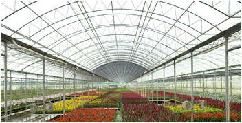 Kerry’s Bromeliads