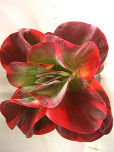 Kalanchoe Exclusive To ForemostCo, Hawaiian Sunshine