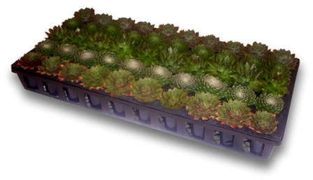 Introducing Emerald Coast’s Mixed Tray