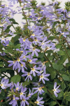 Surdiva Scaevola From Suntory