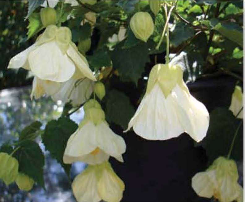 Slideshow: Plant Haven’s New Varieties