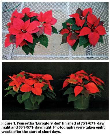 Cold And Sustainable Poinsettia Production