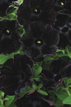 Petunia ‘Black Velvet’: 2010 Medal Of Excellence And Editor’s Choice Nominee