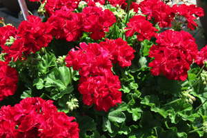 Medal Of Excellence Nominee: ‘Calliope Dark Red’