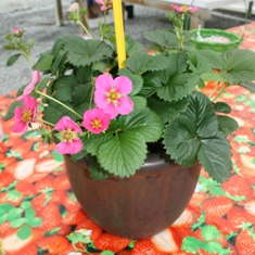 Double Bonus: Strawberries & Flowers