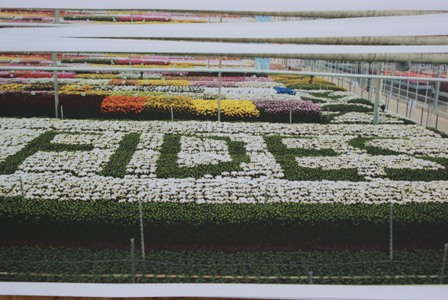 Fides Flower Festival Adds A Fun Twist
