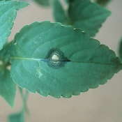 Insect & Disease ID And Diagnosis Guide: Rings, Spots And Dots