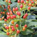Green Leaf’s Hypericum Hypearls Series Wows
