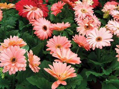 New Varieties Guide 2009: Kieft