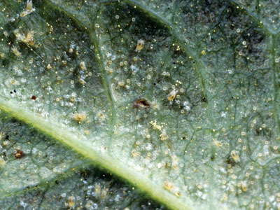 Taking Out Spider Mites - Greenhouse Grower
