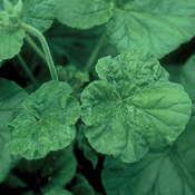 Insect & Disease ID And Diagnosis Guide: Deformities & Stunted Growth