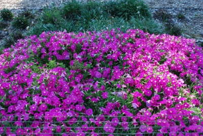 Oklahoma State University 2009 Field Trials