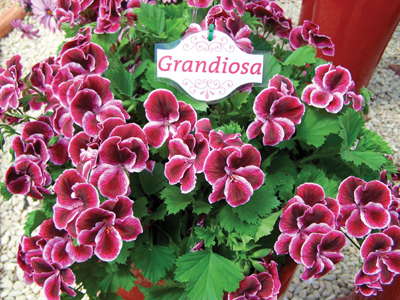 New Varieties Guide 2009: Dömmen