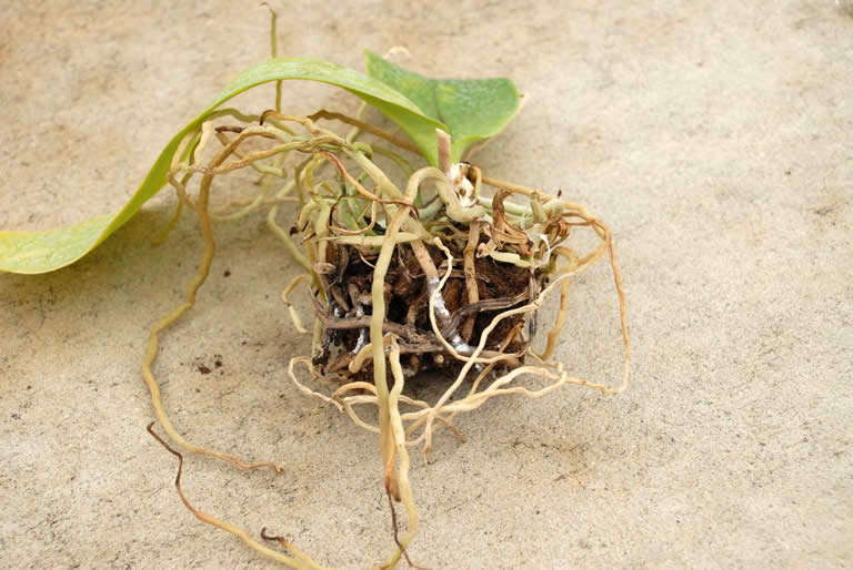 New Orchid Enemy Found In Florida