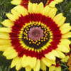 Anticipated Annuals