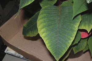 Slideshow: Understanding Plant Nutrition Poinsettias