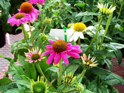 Spring Trials Slideshow: Ball Horticultural Co. including Ball FloraPlant, PanAmerican Seed, Kieft and Selecta