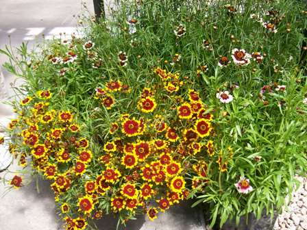 Coloropsis Additions Stand Out For Skagit