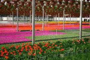 Plant Marketing LLC