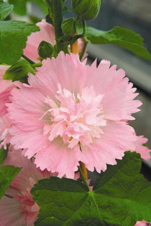 Spring Trials Slideshow: Sneak Preview