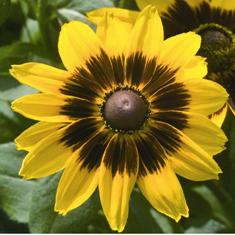 American Garden Award Winners Unveiled