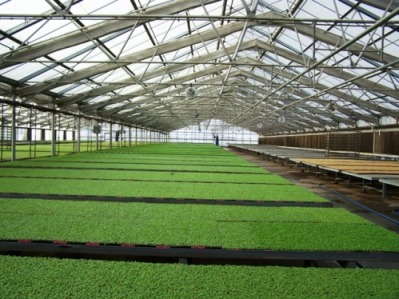 Young Plant Survey: Do You Grow Plugs And Liners?