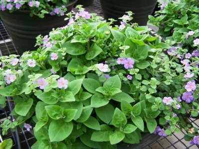 Slideshow: Tour Kawahara Nurseries