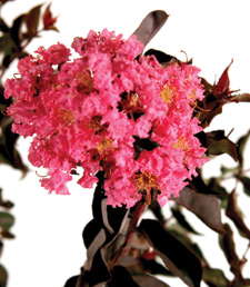 New Growers To Produce For The Encore Azalea, Southern Living And Sunset Western Brands