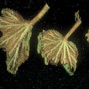 Insect & Disease ID And Diagnosis Guide: Discoloration