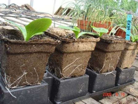 CowPots: The Next Big Thing?