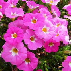 Petunia x Calibrachoa ‘SuperCal Pink Ice’ From Sakata